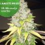 Strawberry Kush