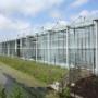 Bosdijk VOF Bloemenkwekerij