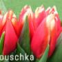 Bosdijk VOF Bloemenkwekerij