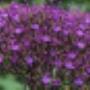 Bosdijk VOF Bloemenkwekerij