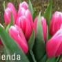 Bosdijk VOF Bloemenkwekerij