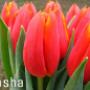 Bosdijk VOF Bloemenkwekerij