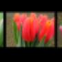 Bosdijk VOF Bloemenkwekerij