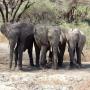 Safari Tanzania - gezond op reis