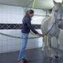 Lucky Stable Manege