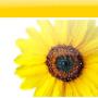 oefentherapie Mensendieck
