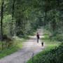 wandelen in het bos