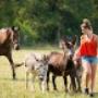 Camping De Bosrand