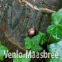 Natuurbegraafplaats Venlo-Maasbree