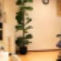 Podotherapie van Gellecom