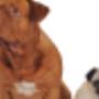 Hondentrimsalon Fluffy Dogs