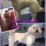 Hondentrimsalon Fluffy Dogs