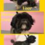 Hondentrimsalon Fluffy Dogs