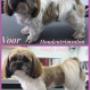 Hondentrimsalon Fluffy Dogs