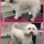 Hondentrimsalon Fluffy Dogs