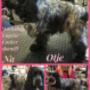 Hondentrimsalon Fluffy Dogs