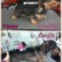 Hondentrimsalon Fluffy Dogs