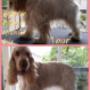 Hondentrimsalon Fluffy Dogs