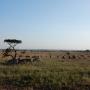 Safari Tanzania - gezond op reis