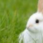 Dierenspeciaalzaak Jos ter Brugge