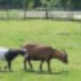 Hoeve Klein Mariendaal Zorgboerderij en Theeschenkerij