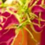 Bloem&Meer