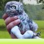 Dierenambulance Woudenberg