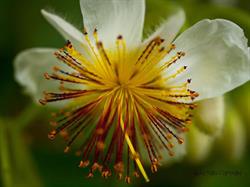 Hortus Overzee
