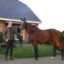 Stefan van Veldhuizen Horses