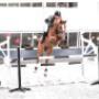 Stefan van Veldhuizen Horses