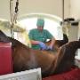 Samenwerkende Paardendierenartsen Dordrecht