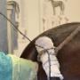 Samenwerkende Paardendierenartsen Dordrecht