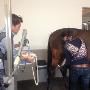 Samenwerkende Paardendierenartsen Dordrecht