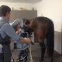 Samenwerkende Paardendierenartsen Dordrecht