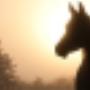 Samenwerkende Paardendierenartsen Dordrecht