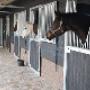 Samenwerkende Paardendierenartsen Dordrecht