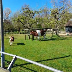 Kinderboerderij Merenwijk