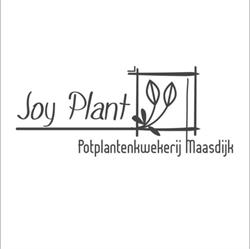 Joy Plant