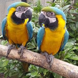 Reemzorg Meer-BSO (MeerZoo)