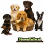 Honden