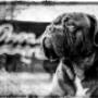 Dieren fotografie locatie