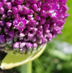 Scherp op Groen