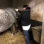 SDK Paarden Sportmassage
