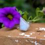 Josephina Jewelry