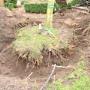 Groenvoorziening W Rijksen