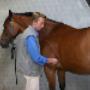 Paardenartsen Brabant