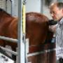 Paardenartsen Brabant
