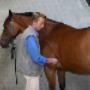 Paardenartsen Brabant