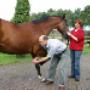 Paardenartsen Brabant