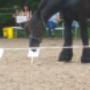 NLP paardencoaching